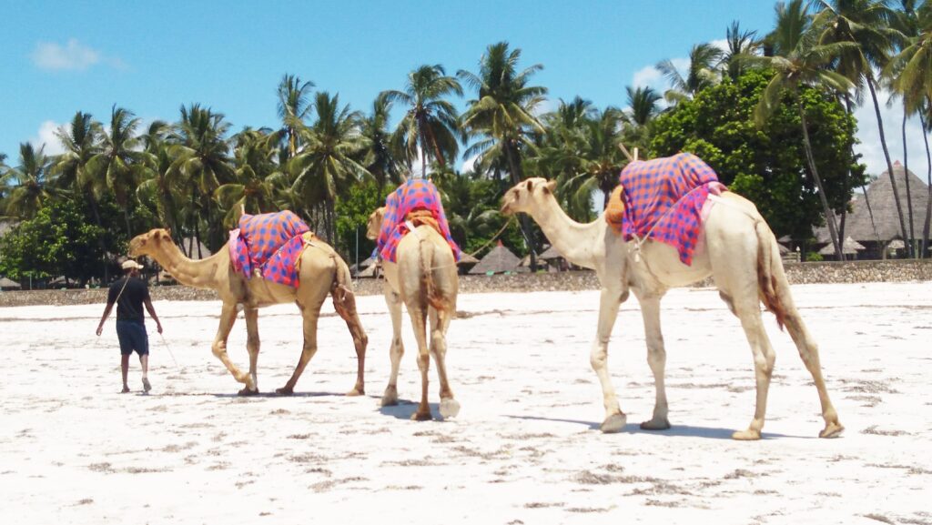 GGA.Beach.Camels1